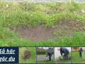 Steg-för-steg guide för att ta bort mossa från gräsmattan. Visar hur man luckrar upp jorden, samlar upp mossa och sår nytt gräs.