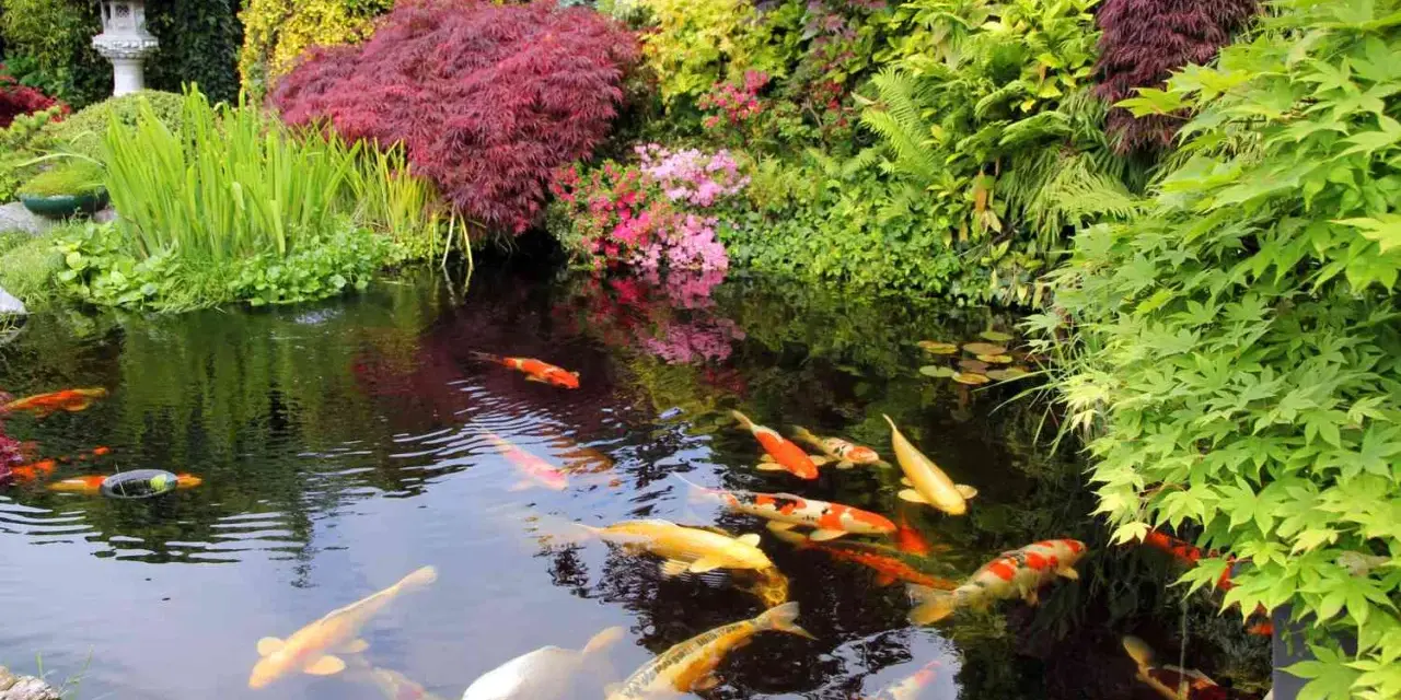 En vacker damm med koi-fiskar som simmar i det klara vattnet, omgiven av frodig grönska och japanska lönnar. En dröm för den som vill bygga damm.