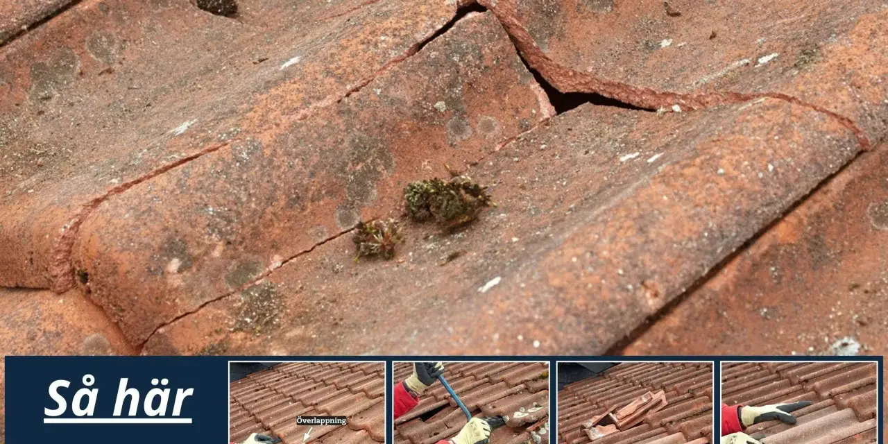 Detaljerad bild av ett tak med spruckna tegelpannor och mossa. Små bilder visar hur man byter takpanna.