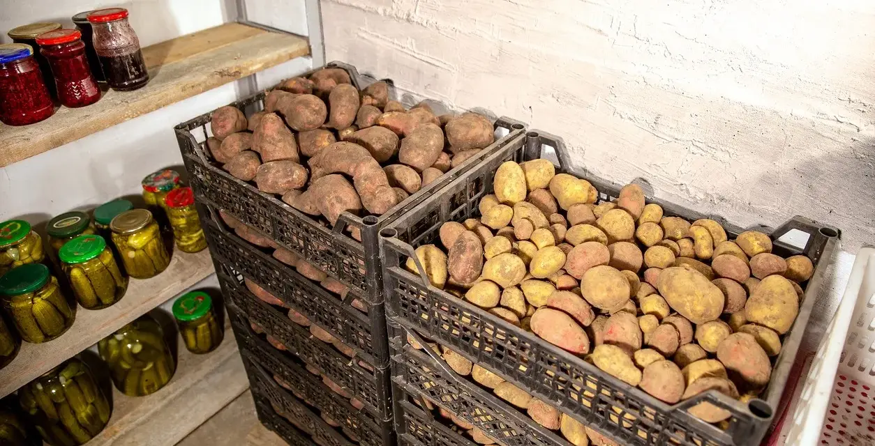 Två staplar svarta plastlådor fyllda med potatis. En hylla med inlagd gurka och sylt står till vänster. Perfekt för att bygga potatislåda.
