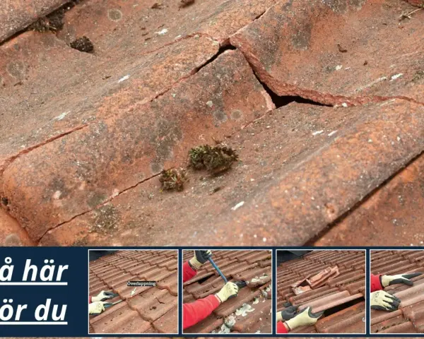 Detaljerad bild av ett tak med spruckna tegelpannor och mossa. Små bilder visar hur man byter takpanna.