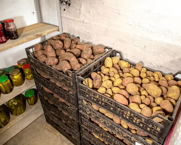 Två staplar svarta plastlådor fyllda med potatis. En hylla med inlagd gurka och sylt står till vänster. Perfekt för att bygga potatislåda.