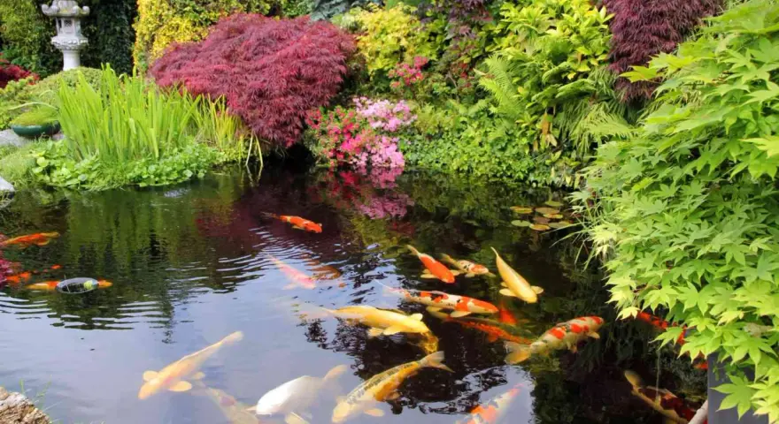 En vacker damm med koi-fiskar som simmar i det klara vattnet, omgiven av frodig grönska och japanska lönnar. En dröm för den som vill bygga damm.