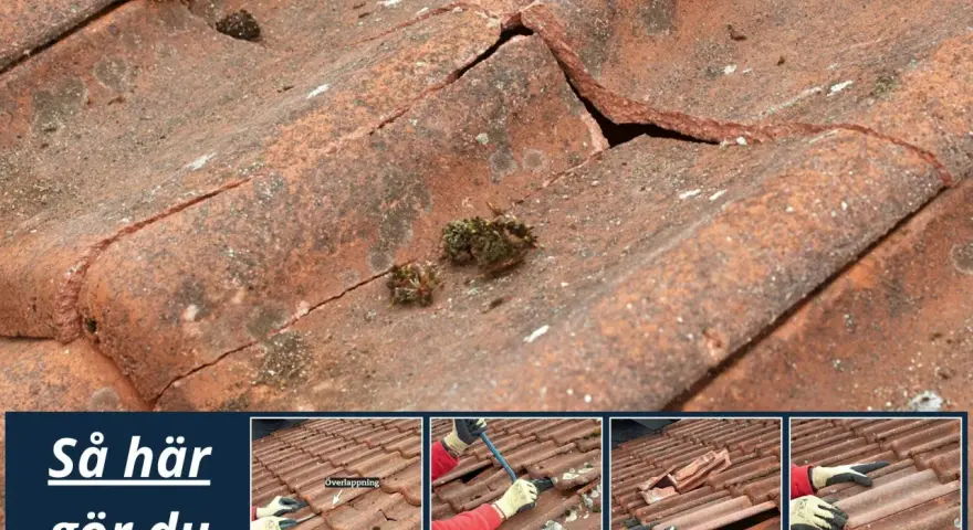 Detaljerad bild av ett tak med spruckna tegelpannor och mossa. Små bilder visar hur man byter takpanna.