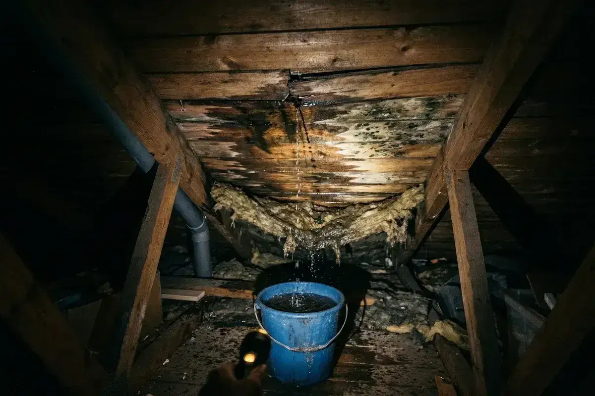 Vatten droppar från ett skadat tak ner i en blå hink. Isolering hänger ner och mögel syns på träbjälkarna. Dags att laga taket!